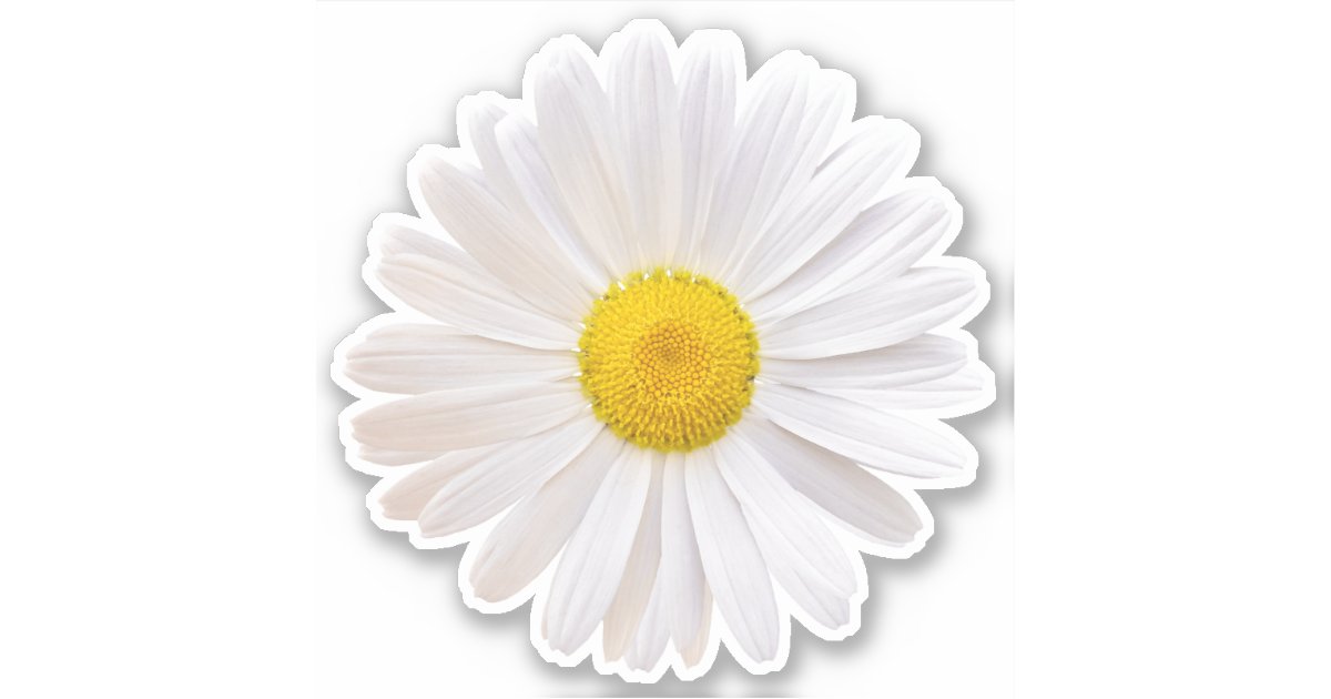 Common Daisies Flower Sticker