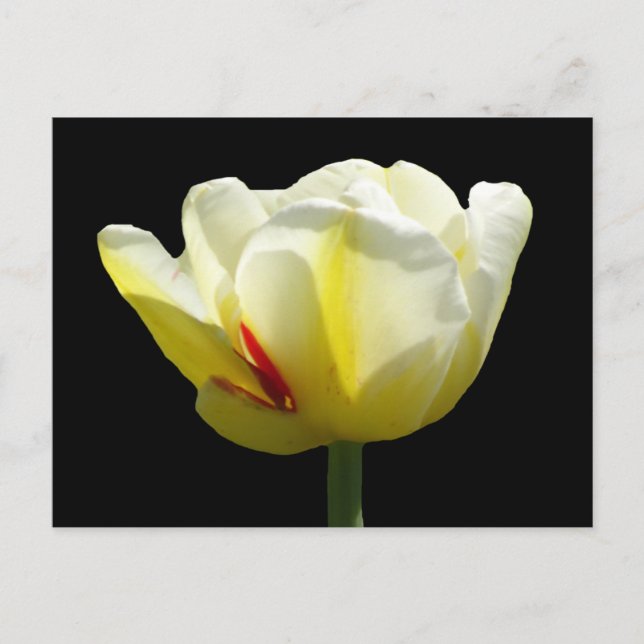 White Yellow Tulip Close Up Cust. BG DIY Postcard (Front)