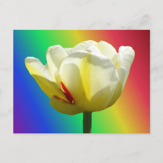 White Yellow Tulip Close Up Rainbow DIY Postcard
