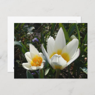 White Yellow Tulips DIY Postcard