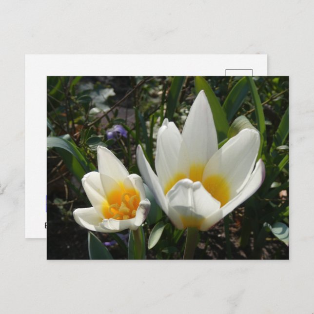 White Yellow Tulips DIY Postcard (Front/Back)