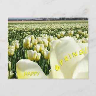 White Yellow Tulips Field Happy Spring Postcard