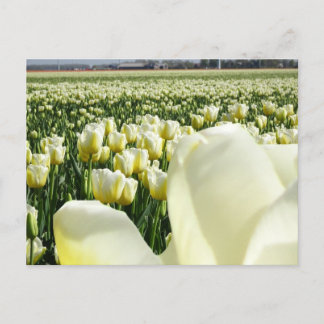 White Yellow Tulips Field & Tulip DIY Postcard