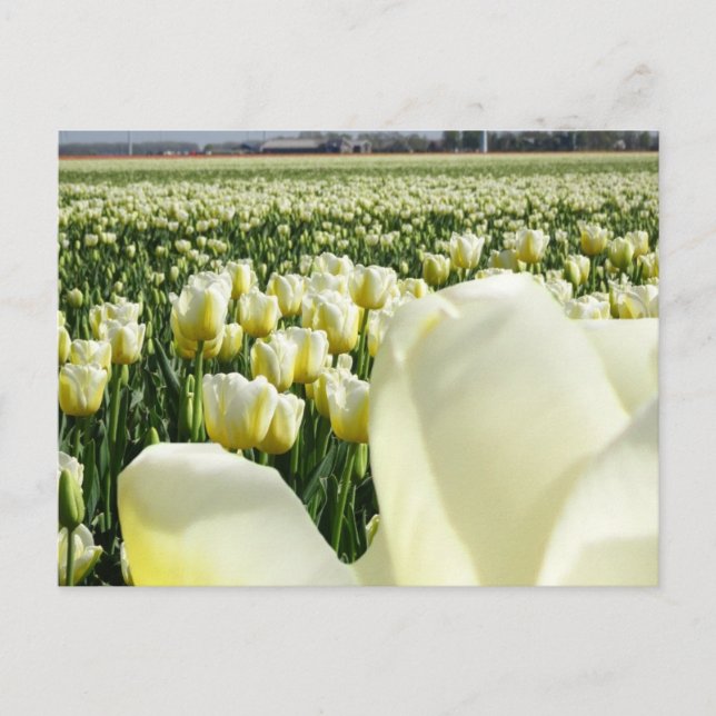 White Yellow Tulips Field & Tulip DIY Postcard (Front)