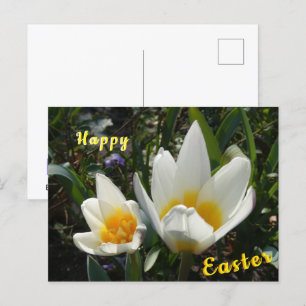 White Yellow Tulips Happy Easter Postcard
