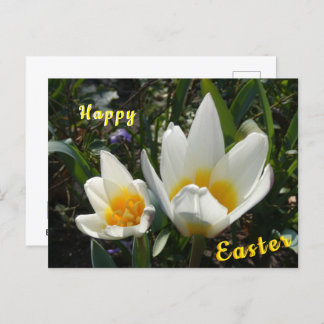 White Yellow Tulips Happy Easter Postcard