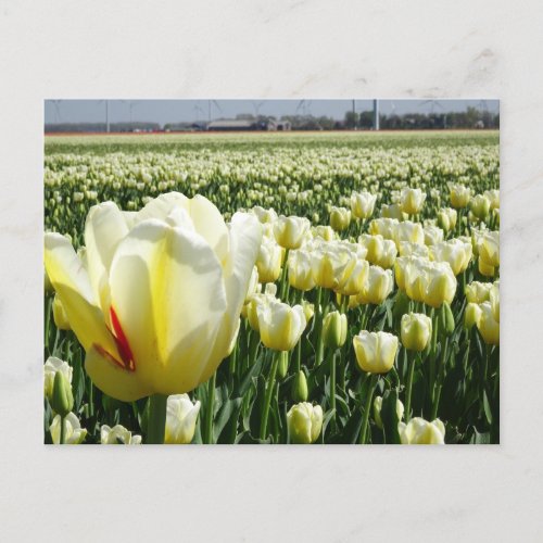 White Yellow Tulips Landscape DIY Postcard