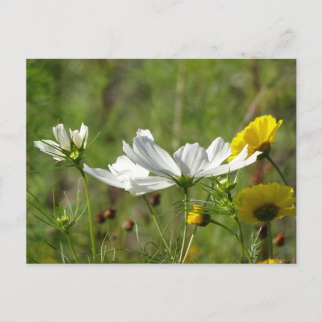 White & Yellow Wild Flowers DIY Postcard (Front)