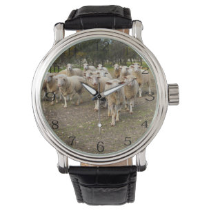 White Young Woolly Sheep, Watch