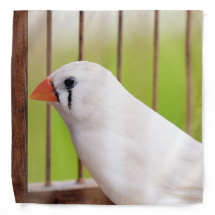 White Zebra Finch Bird in Cage Bandana