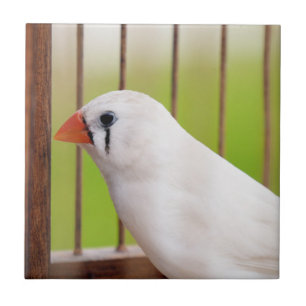 White Zebra Finch Bird in Cage Ceramic Tile
