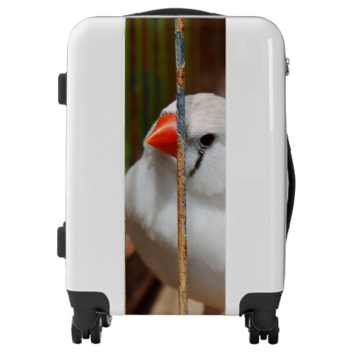 White Zebra Finch Bird in Cage Luggage