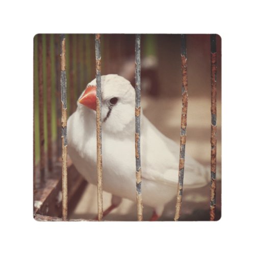 White Zebra Finch Bird in Cage Metal Print