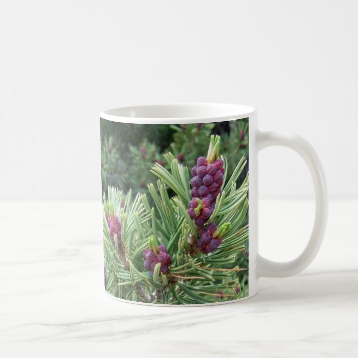 Whitebark Pine Cone Mug