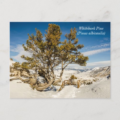 Whitebark pine Pinus albicaulis _ Yellowstone Postcard