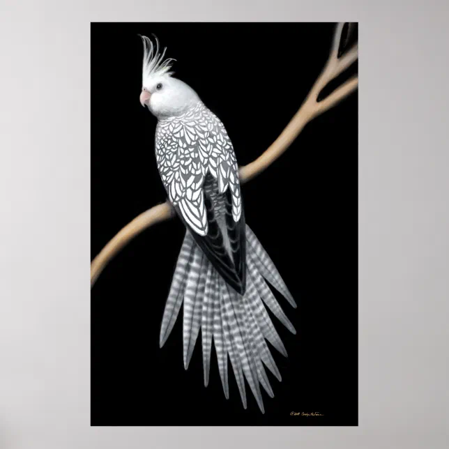 Whitefaced Pearl Pied Cockatiel Poster | Zazzle