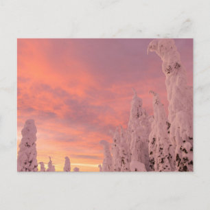 Whitefish Range Whitefish, Montana Postcard
