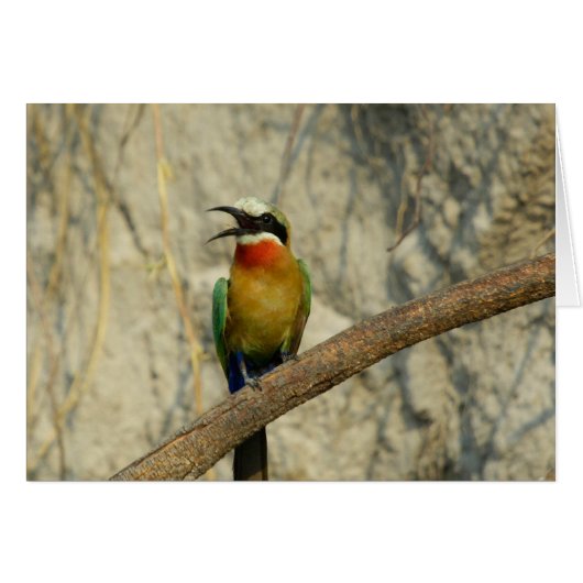 Whitefronted bee-eater cards (Front Horizontal)