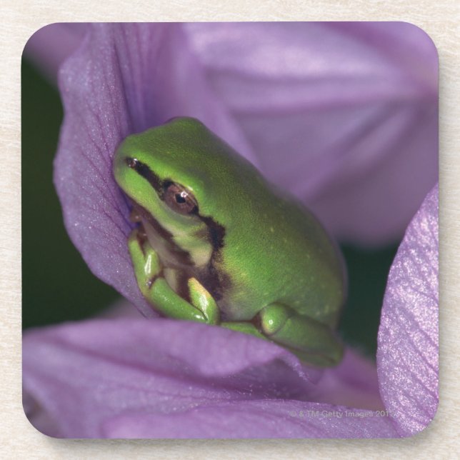 White's tree-frog beverage coaster (Front)