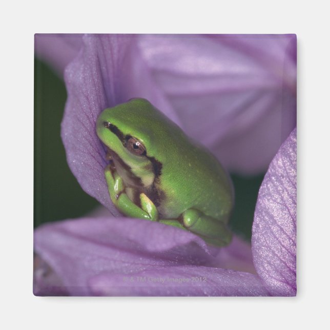 White's tree-frog magnet (Front)