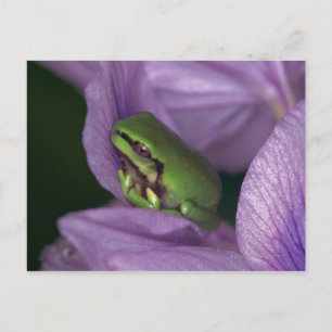 White's tree-frog postcard