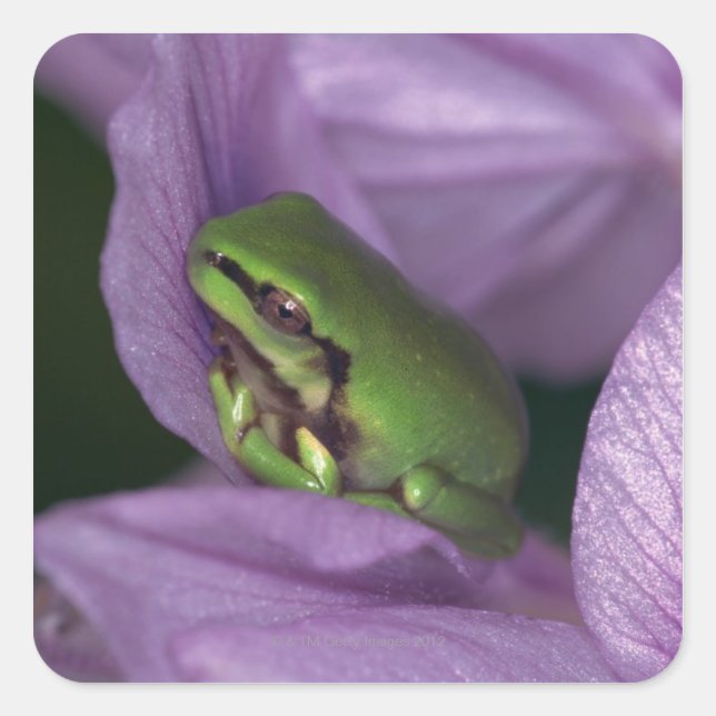White's tree-frog square sticker (Front)