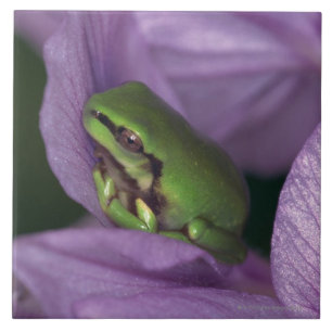White's tree-frog tile