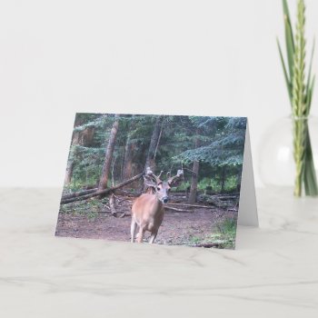 Whitetail Birthday Card by Artnmore at Zazzle
