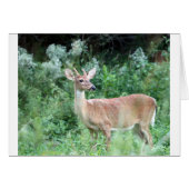 Whitetail Buck (Front Horizontal)