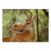 Whitetail Buck And Fawn Bonding (Front Horizontal)