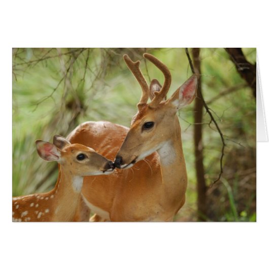 Whitetail Buck And Fawn Bonding Cards (Front Horizontal)