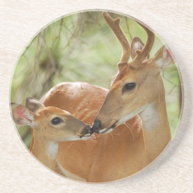 Whitetail Buck And Fawn Bonding Drink Coaster (Front)