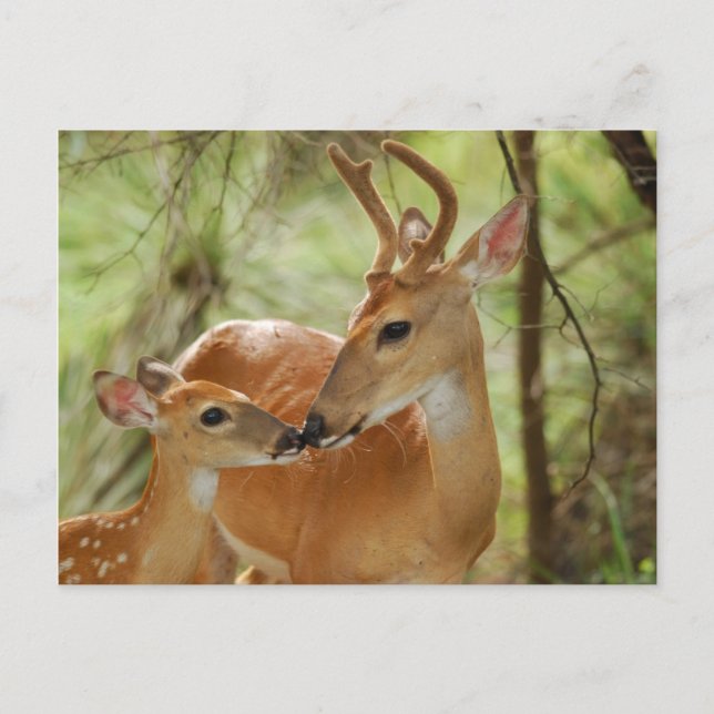 Whitetail Buck And Fawn Bonding Postcard (Front)