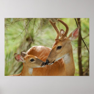 Whitetail Buck And Fawn Bonding Poster
