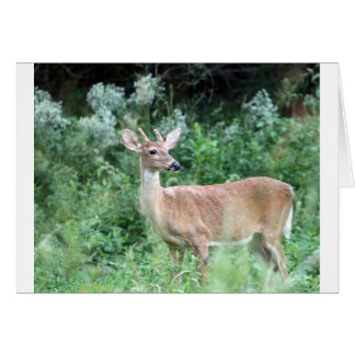 Whitetail Buck Cards