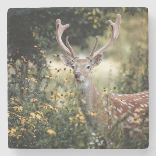 Whitetail Buck Deer awesome Hunting Stone Coaster (Front)