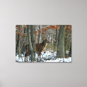 Whitetail Buck Evening Woods Canvas Print