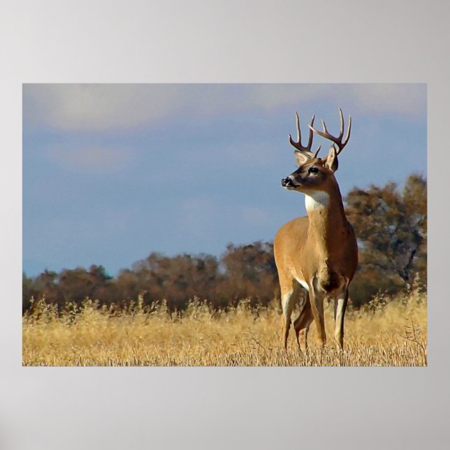 Whitetail Buck Framed Print (Front)