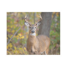 whitetail buck