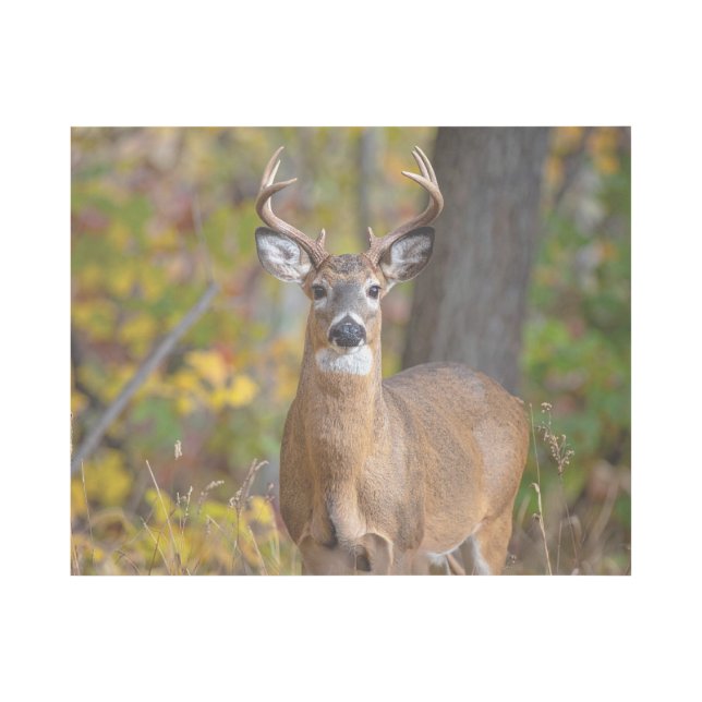 whitetail buck gallery wrap (Front)