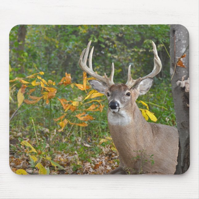 Whitetail Buck In Forest Mouse Pad (Front)