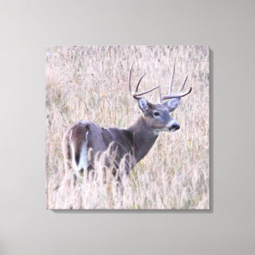 Whitetail Buck in Meadow Canvas Print