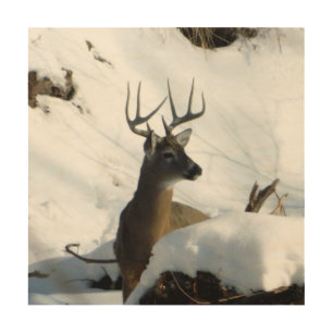 Whitetail Buck in Snow Wood Canvas