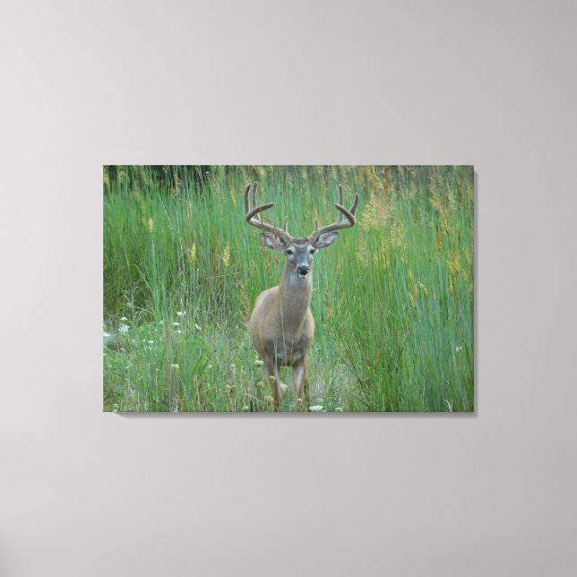 Whitetail Buck in Summer Field Canvas Print (Front)