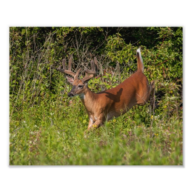 Whitetail Buck in Velvet Photo Print (Front)