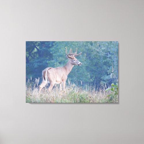 Whitetail Buck Nature Portrait Canvas Print