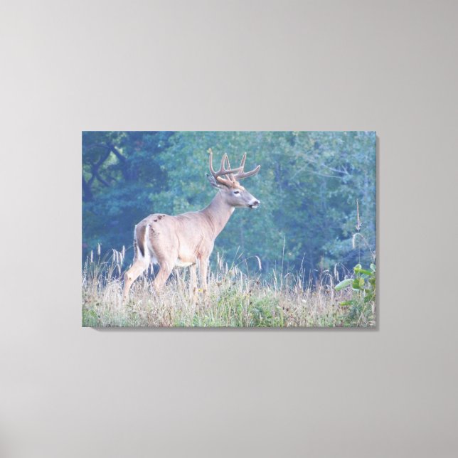 Whitetail Buck Nature Portrait Canvas Print (Front)