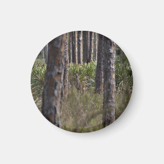 Whitetail Buck photo magnet