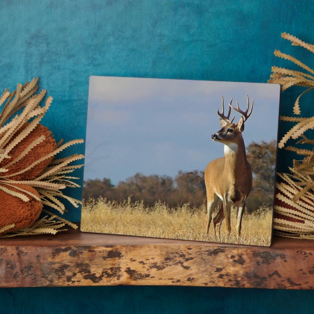 Whitetail Buck Plaque (Side)
