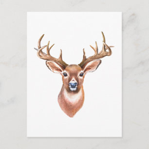 Whitetail Buck Postcard